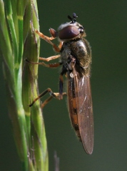 Platycheirus clypeatus