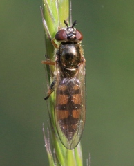 Platycheirus clypeatus