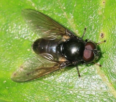 Cheilosia albitarsis