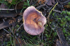 Russula purpureoflava