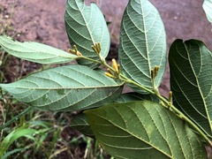 Alangium villosum