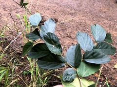 Alangium villosum