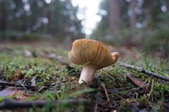 Russula purpureoflava