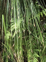 Trichophorum subcapitatum