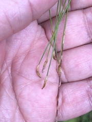 Trichophorum subcapitatum