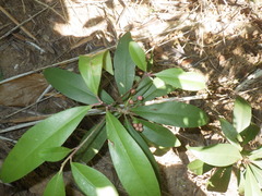 Ardisia humilis