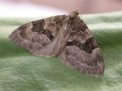 Thera obeliscata