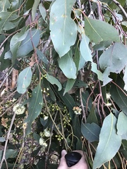 Eucalyptus ovata