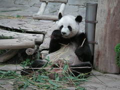 Ailuropoda melanoleuca