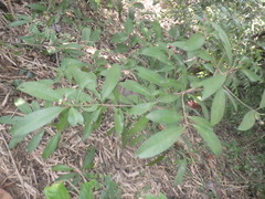 Ardisia humilis