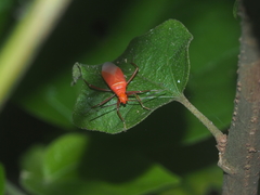 Dindymus rubiginosus