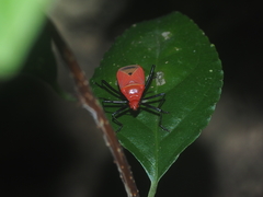 Dindymus rubiginosus
