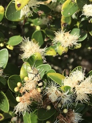 Chlorophorus signaticollis