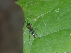 Goryphus