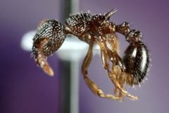 Myrmica punctiventris