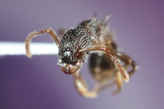 Myrmica punctiventris
