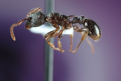Myrmica punctiventris