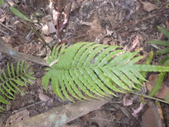 Blechnum orientale