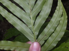 Blechnum orientale