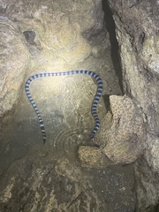 Laticauda laticaudata