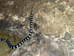 Laticauda laticaudata