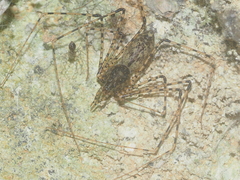 Scytodes longipes
