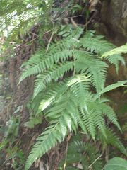 Pleocnemia conjugata