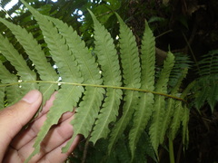 Pleocnemia conjugata