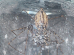 Scytodes longipes