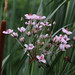 Flowering-Rush - Photo (c) Valentin Hamon, some rights reserved (CC BY-NC), uploaded by Valentin Hamon