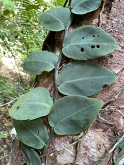 Rhaphidophora hayi