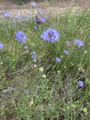 Jasione