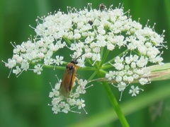 Athalia rosae