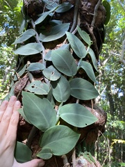 Rhaphidophora hayi