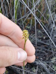 Genoplesium pumilum