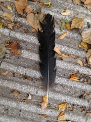 Corvus corone