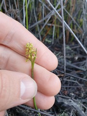 Genoplesium pumilum