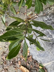 Planchonella obovata