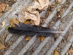 Corvus corone