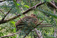 Pternistis bicalcaratus