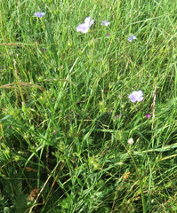 Linum nervosum
