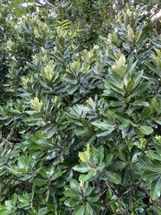 Planchonella obovata