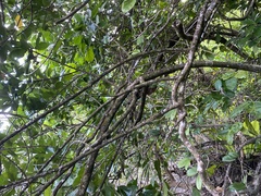 Planchonella obovata