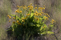 Balsamorhiza