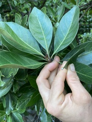 Planchonella obovata