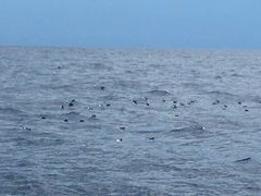 Puffinus lherminieri