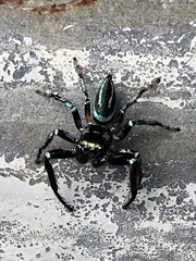 Thiania bhamoensis