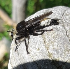 Laphria gibbosa