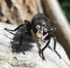 Laphria gibbosa