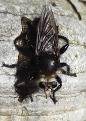 Laphria gibbosa